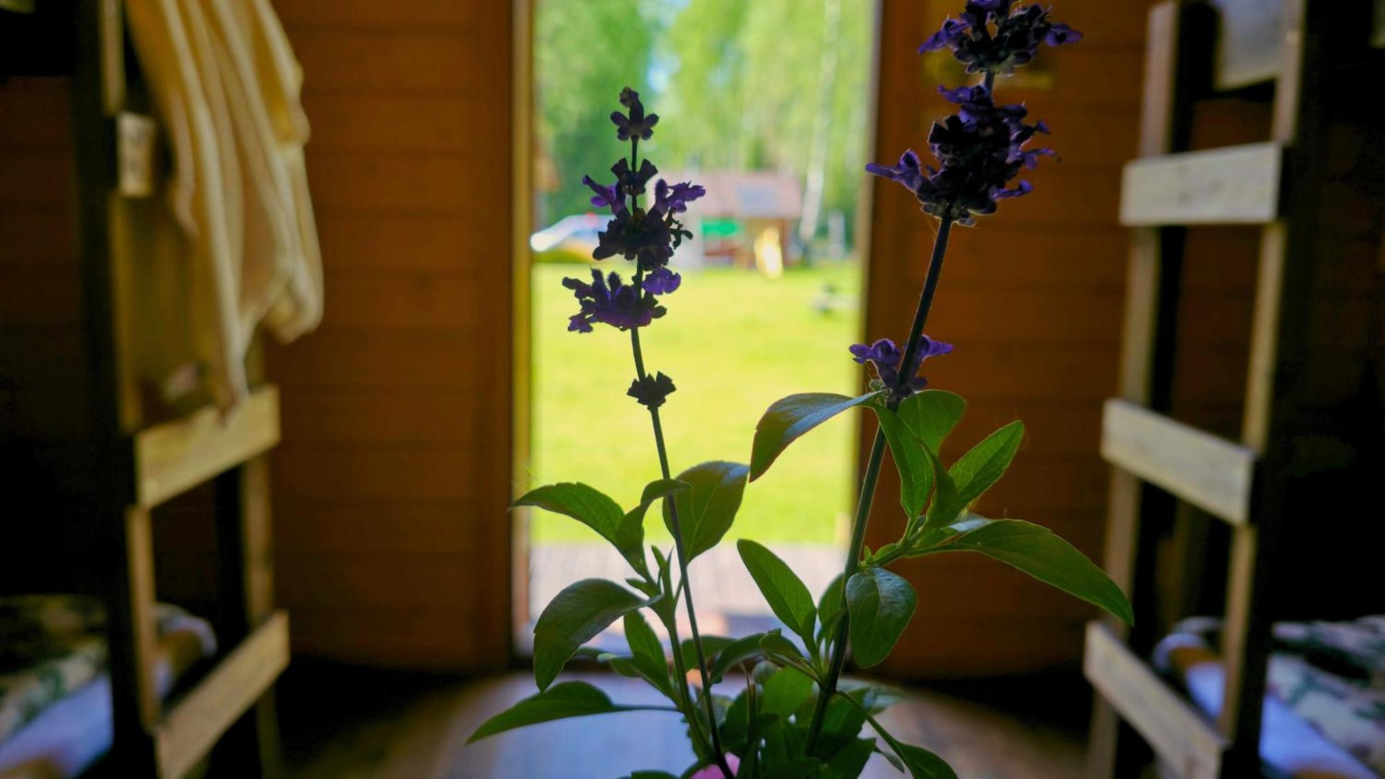 Atsikivi Puhketalu Campingplads *